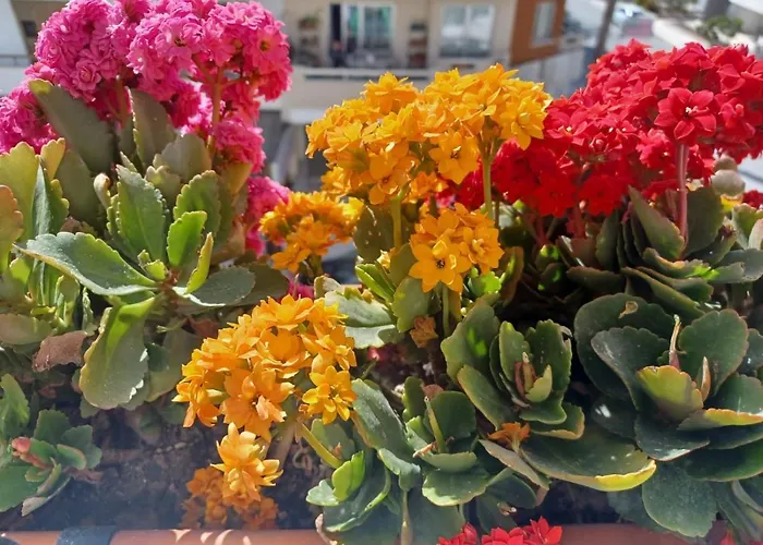 Готель Alkaeos &