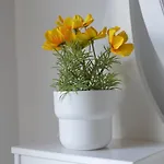 Alkaeos &